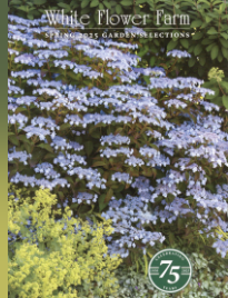 Free White Flower Farm Catalog